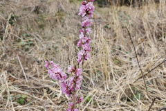 IMG-20250322-WA0036